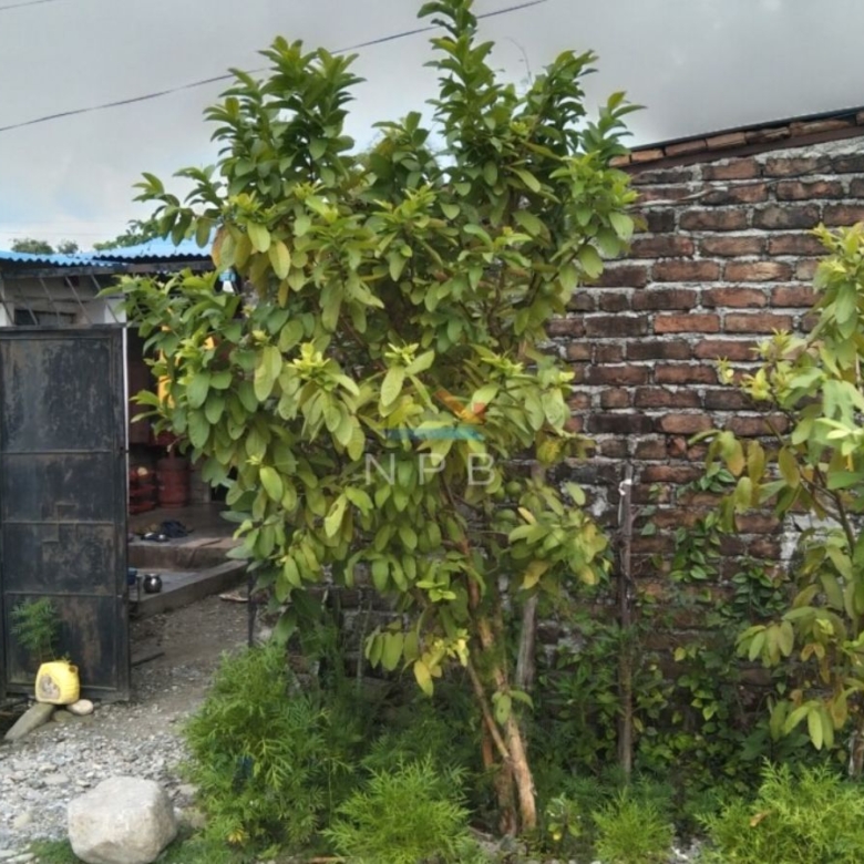 Land for sale in Itahari near NEA office, Koshi( Not Real, Just For Sample)