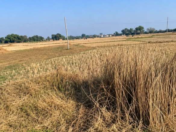 झापाको बाहुनडाँगीमा ५ कठ्ठा जग्गा बिक्रीमा, प्रतिकठ्ठा रु. ११ लाख मात्र!